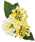 Lantana Bush